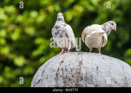 Stand By Me A pigeon verliebtes Paar Stockfoto