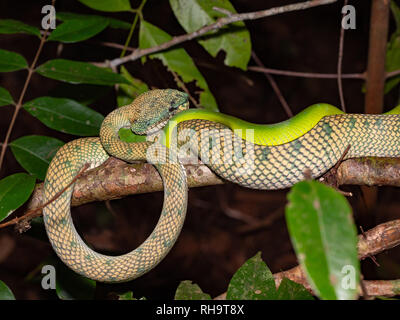 Wagler's pitvipers (Tropidolaemus wagleri) Paarung im Bako Nationalpark, Borneo, Malaysia Stockfoto