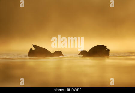 Silhouette von zwei Vögel Blässhuhn (Fulica atra) in Wasser auf einem goldenen misty morning. Stockfoto