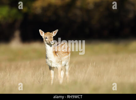 Nahaufnahme einer Damwild fawn auf Nahrungssuche im Gras, UK. Stockfoto