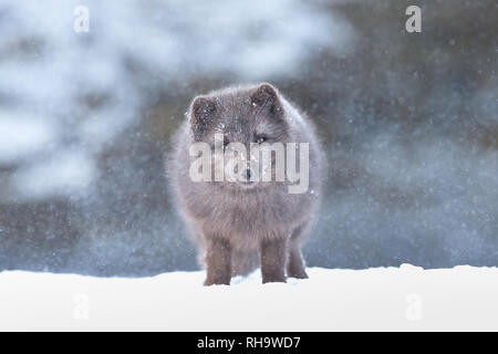 In der Nähe der arktischen Fuchs im Winter, Island. Stockfoto