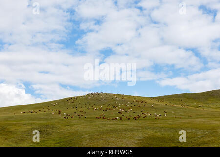 Herde von Schafen und Ziegen grasen in der mongolischen Steppe, Mongolei Stockfoto
