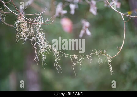 Nahaufnahme des spanischen Moos hängend Dogwood tree branch. Tillandsia usneoides. Stockfoto