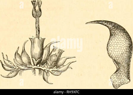 . Botanique cryptogamique, ou Histoire des familles naturelles des Plantes infrieures. . Bitte beachten Sie, dass diese Bilder sind von der gescannten Seite Bilder, die digital für die Lesbarkeit verbessert haben mögen - Färbung und Aussehen dieser Abbildungen können nicht perfekt dem Original ähneln. extrahiert. Payer, J.-B. (Jean-Baptiste), 1818-1860; Baillon, H. (Henri), 1827-1895. Paris: F. Savy Stockfoto