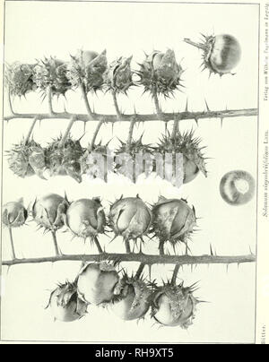 . Jahrbcher fr Botanische Systematik, Pflanzengeschichte und Pflanzengeographie. Pflanzen. . Bitte beachten Sie, dass diese Bilder sind von der gescannten Seite Bilder, die digital für die Lesbarkeit verbessert haben mögen - Färbung und Aussehen dieser Abbildungen können nicht perfekt dem Original ähneln. extrahiert. Engler, Adolf, 1844-1930. Leipzig: W. Engelmann Stockfoto