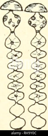. Jahrbcher fr Botanische Systematik, Pflanzengeschichte und Pflanzengeographie. Pflanzen. . Bitte beachten Sie, dass diese Bilder sind von der gescannten Seite Bilder, die digital für die Lesbarkeit verbessert haben mögen - Färbung und Aussehen dieser Abbildungen können nicht perfekt dem Original ähneln. extrahiert. Engler, Adolf, 1844-1930. Leipzig: W. Engelmann Stockfoto