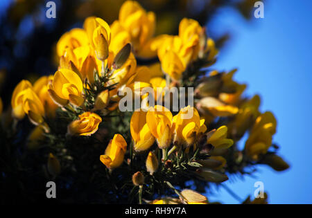 Winterblüher Ulex Europaeus - Gorse - gelbe Blumen im Januar. Stockfoto