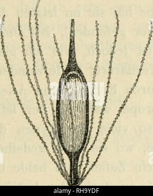 . Jahrbcher fr Botanische Systematik, Pflanzengeschichte und Pflanzengeographie. Pflanzen. . Bitte beachten Sie, dass diese Bilder sind von der gescannten Seite Bilder, die digital für die Lesbarkeit verbessert haben mögen - Färbung und Aussehen dieser Abbildungen können nicht perfekt dem Original ähneln. extrahiert. Engler, Adolf, 1844-1930. Leipzig: W. Engelmann Stockfoto