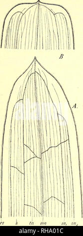 . Botanisk Tidsskrift". Botanik; Pflanzen; pflanzen. - 267 - S. zosterifolius Talg. S. acutifolius Lk. - Oxyphyllus Miq. - Polygonus Cham. - Ochreatus Raoul.. Abb. 5. S. zosterifolius (C. 12: 1); ein, der oberste Teil eines allgemeinen Blatt; run, Sn, Sn2, Tn, leitbündel; s, Bast, Bast; rs-Bundles Bundle^ entlang der Kante. - B, der oberste Teil der ein Blatt eines Vermehrungsmaterial winter Bud. 15. S. pectinatus-Gruppe. Blätter Alle linearen, versenkt, mit Etui, mit 1 - 5 Nerven der Leitbündel, ohne interjacent. Bitte beachten Sie, dass diese Bilder aus gescannten Seite Bilder, Ziffer wurden extrahiert werden Stockfoto