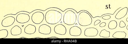 . Botanisk Tidsskrift". Botanik; Pflanzen; pflanzen. - 225 - er alle Nerverne nogenlunde veludviklede lige, omgivne af en eenlaget Stereomskede med G-formet fortykkede Vaegge; uden om st st st J 3. st. Bitte beachten Sie, dass diese Bilder sind von der gescannten Seite Bilder, die digital für die Lesbarkeit verbessert haben mögen - Färbung und Aussehen dieser Abbildungen können nicht perfekt dem Original ähneln. extrahiert. Botaniske forening i København. København: H. Hagerups Forlag Stockfoto