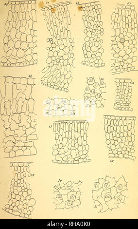 . Botanisk Tidsskrift". Botanik; Pflanzen; pflanzen. Botanisk Tidsskrift" 19. Bindet. Tavle 17.. Børgesen del.. Bitte beachten Sie, dass diese Bilder sind von der gescannten Seite Bilder, die digital für die Lesbarkeit verbessert haben mögen - Färbung und Aussehen dieser Abbildungen können nicht perfekt dem Original ähneln. extrahiert. Botaniske forening i København. København: H. Hagerups Forlag Stockfoto