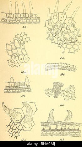 . Botanisk Tidsskrift". Botanik; Pflanzen; pflanzen. Botanisk Tidsskrift" 19. Bindet. Tavle 10.. B. in Gramm del. 9. Camelina Sativa. 10. Capsella bursa pastoris. li. Eruca Sativa. 12. "Erysimum Orientale.. Bitte beachten Sie, dass diese Bilder sind von der gescannten Seite Bilder, die digital für die Lesbarkeit verbessert haben mögen - Färbung und Aussehen dieser Abbildungen können nicht perfekt dem Original ähneln. extrahiert. Botaniske forening i København. København: H. Hagerups Forlag Stockfoto