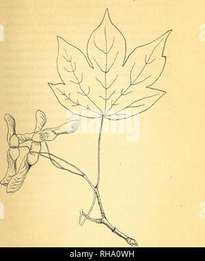 . Botanisk Tidsskrift". Botanik; Pflanzen; pflanzen. 267. Abb. 3. Acer neglectum Lge.. Bitte beachten Sie, dass diese Bilder sind von der gescannten Seite Bilder, die digital für die Lesbarkeit verbessert haben mögen - Färbung und Aussehen dieser Abbildungen können nicht perfekt dem Original ähneln. extrahiert. Botaniske forening i København. København: H. Hagerups Forlag Stockfoto