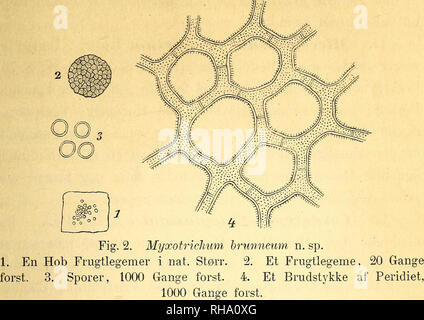 . Botanisk Tidsskrift". Botanik; Pflanzen; pflanzen. 207. Bei de hørte til Indholdet af en Ascus, Männer Dette er Hund usikkert. Svampen Stemmer i hele Sünde Bygning godt Med saerlig Gymnoasceae og med-Slaegten Myxotrichum Kze. Für - saavidt denne overhovedet adskilles bør fra Gymnoascus, saaledes som Schroeter har gjort i" sterben Pilze Schlesiens". Saccardo (sylloge Fang. IV) opfører Myxotrichum unter Hypho-mycetes; Männer hos Flere af de herunder opførte Arter äh Der oftere iagttaget en meget fin Hinde, der omgiver Hobe af Sporer; er sandsynligvis forgaengelige Sporesaekke meget det, Som ere bemaerkede, og de Stockfoto