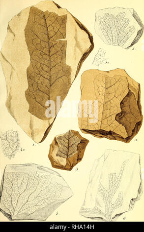 . Botanisk Tidsskrift". Botanik; Pflanzen; pflanzen. Tidsskrift" Bd. 1, Bl. 18 (Jourii. deBotJ 8) Tab. XL. Dai Hoffensbergske Etahl.. Bitte beachten Sie, dass diese Bilder sind von der gescannten Seite Bilder, die digital für die Lesbarkeit verbessert haben mögen - Färbung und Aussehen dieser Abbildungen können nicht perfekt dem Original ähneln. extrahiert. Botaniske forening i København. København: H. Hagerups Forlag Stockfoto