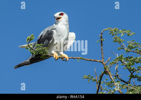 Schwarz - geschultert Kite (Elanus axillaris) oder Schwarz - geflügelte Drachen gegen den blauen Himmel in Namibia Etosha thront. Stockfoto