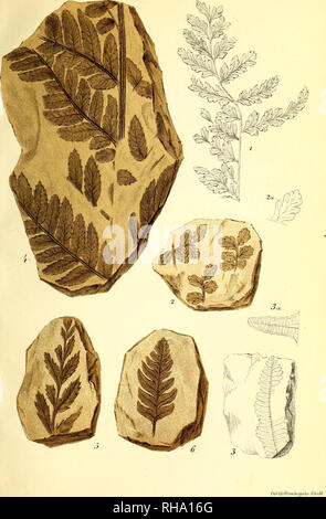 . Botanisk Tidsskrift". Botanik; Pflanzen; pflanzen. Tidsskrift" Bd. 1, Bl. 18. (Journ.de Bot, 18). Registerkarte. VT.. Bitte beachten Sie, dass diese Bilder sind von der gescannten Seite Bilder, die digital für die Lesbarkeit verbessert haben mögen - Färbung und Aussehen dieser Abbildungen können nicht perfekt dem Original ähneln. extrahiert. Botaniske forening i København. København: H. Hagerups Forlag Stockfoto