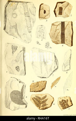 . Botanisk Tidsskrift". Botanik; Pflanzen; pflanzen. Bot. Tidsskrift" Bd. 1, Bl. 18. (Jourri.de Bot, 18) Tul,. V.. Bitte beachten Sie, dass diese Bilder sind von der gescannten Seite Bilder, die digital für die Lesbarkeit verbessert haben mögen - Färbung und Aussehen dieser Abbildungen können nicht perfekt dem Original ähneln. extrahiert. Botaniske forening i København. København: H. Hagerups Forlag Stockfoto