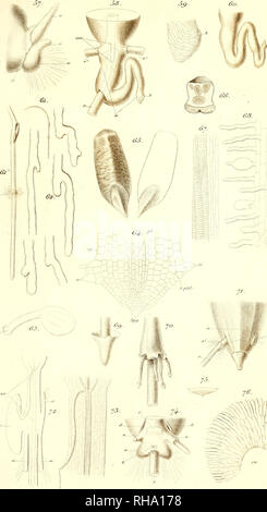 . Botanisk Tidsskrift". Botanik; Pflanzen; pflanzen. Botan. Tidsskrift". Bd. 1, Bl. 18. (Journ.de Bot. 18). TcoÃ - I7/. . Y* "Juii&gt; JSSO. Bitte beachten Sie, dass diese Bilder sind von der gescannten Seite Bilder, die digital für die Lesbarkeit verbessert haben mögen - Färbung und Aussehen dieser Abbildungen können nicht perfekt dem Original ähneln. extrahiert. Botaniske forening ich KÃ'benhavn. KÃ'benhavn Hagerups Forlag: H. Stockfoto