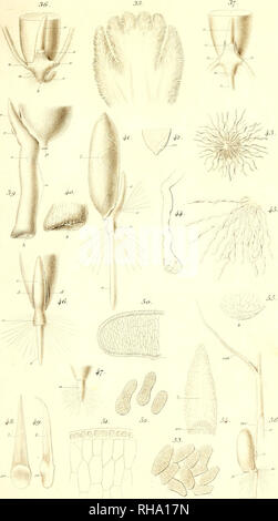 . Botanisk Tidsskrift". Botanik; Pflanzen; pflanzen. Botan. Tidsskrift". Bd. 1, Bl. 18. (Journ.de Bot, 18). Bitte beachten Sie, dass diese Bilder sind von der gescannten Seite Bilder, die digital für die Lesbarkeit verbessert haben mögen - Färbung und Aussehen dieser Abbildungen können nicht perfekt dem Original ähneln. extrahiert. Botaniske forening i København. København: H. Hagerups Forlag Stockfoto