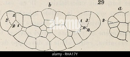 . Botanisk Tidsskrift". Botanik; Pflanzen; pflanzen. 144 pas mÃªme un seul Cercle, Mais s'allonge des Deux Côté tÃ©s en une aile (v), c'est-À-dire, Bord un dermique formÃ© seulement de cellules Ã © pidermiques, et s'Ã©tendant Le Long des Deux bords latÃ©raux de la feuille. Cette aile est trÃ¨s Faible dans la Abb. 26 (v). Voici Kommentar se forme cette aile, ce que montrent les Premiers Ã©tats de Dekor Actions â: La cellule marginale. du dermatogÃ ¨ ne, au lieu de se diviser Comme d'Ordinaire par une paroi radiale, se divise par une paroi Oblique (Abb. 29 a, s). Cette division OpÃ©rÃ©e, la Cellule e Stockfoto