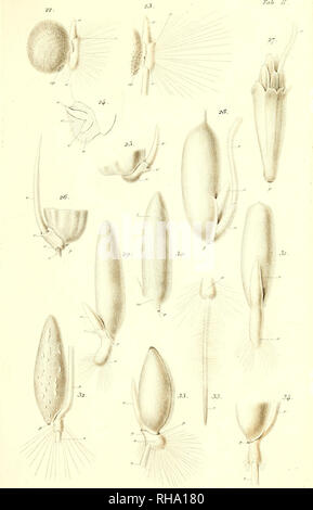 . Botanisk Tidsskrift". Botanik; Pflanzen; pflanzen. Botan. Tidsskrift". Bd. 1, Bl. 18. (Journ.de Bot. 18).. 2&lt; ? * "Jriru. JiôôO.. Bitte beachten Sie, dass diese Bilder sind von der gescannten Seite Bilder, die digital für die Lesbarkeit verbessert haben mögen - Färbung und Aussehen dieser Abbildungen können nicht perfekt dem Original ähneln. extrahiert. Botaniske forening i København. København: H. Hagerups Forlag Stockfoto