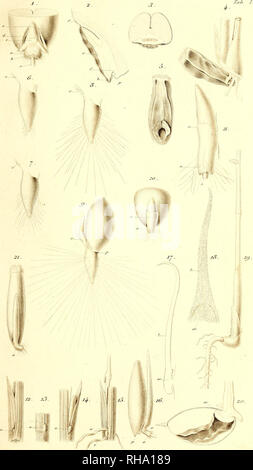 . Botanisk Tidsskrift". Botanik; Pflanzen; pflanzen. Botan. Tidsskrift". Bd. 1, Bl. 18&gt; (Journ.de Bot. 18).. 23'''-Jukù JâSo. Bitte beachten Sie, dass diese Bilder sind von der gescannten Seite Bilder, die digital für die Lesbarkeit verbessert haben mögen - Färbung und Aussehen dieser Abbildungen können nicht perfekt dem Original ähneln. extrahiert. Botaniske forening i København. København: H. Hagerups Forlag Stockfoto