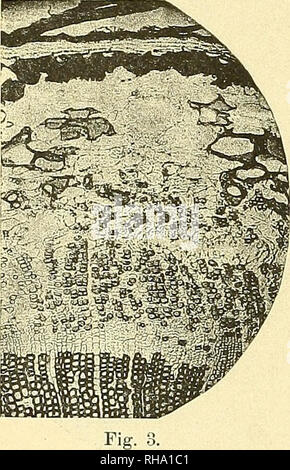 . Botanische Zeitung. Pflanzen, Pflanzen. - 172 für möglich halten, chiß meine nur etwa 4 - 5 mm dicken Wurzeln vielleicht erst im zweiten Lebensjahre waren. Die sekundäre Rinde ist durch eine Reihe von Erscheinungen wohl charakterisiert. Bereits außerhalb des Phloems verdrückten Werdener in Orig. unregelmäßiger, bisweilen auch annähernd 'radialer Anordnung große Mengen von länglich spindelförmigen, oft bis zum völligen Schwinden des Lumen verdickten Bastfasern gebildet, deren äußere, relativ dünne Lamelle Holzreaktionen is also (Abb. 3). This umschließt, von normalen sfärkeerfüllten Parenchymzellen un Stockfoto
