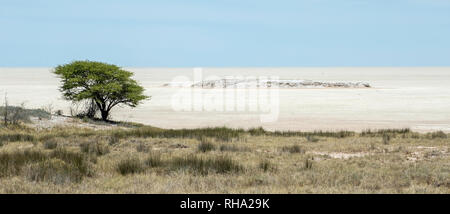 Einsamer Baum am Rand der Etosha Pfanne vom Salvador Sueda loop. Stockfoto