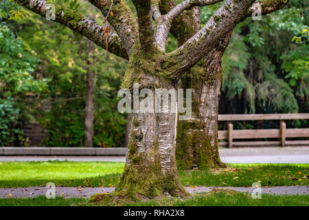 Cherry Tree trunks im Herbst in einer Stadt Natur Park, in Moos bedeckt Stockfoto