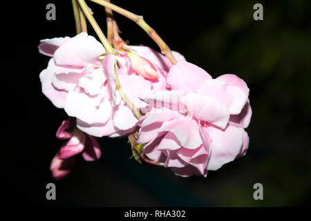 Oleander (Nerium Oleander) Stockfoto