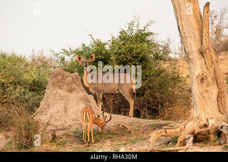 Weibliche Kudus (Tragelaphus strepsiceros) und Impala (Aepyceros melampus) durch eine termite Damm (isoptera) in Chobe. Stockfoto