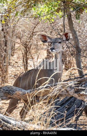 Weibliche Kudus - Tragelaphus strepsiceros stehende Alert zurückgefallen; Bwabwata National Park Stockfoto