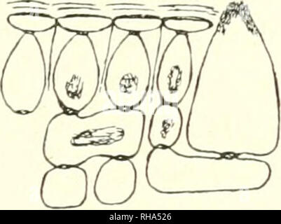 . Jahrbcher fr Botanische Systematik, Pflanzengeschichte und Pflanzengeographie. Pflanzen. . Bitte beachten Sie, dass diese Bilder sind von der gescannten Seite Bilder, die digital für die Lesbarkeit verbessert haben mögen - Färbung und Aussehen dieser Abbildungen können nicht perfekt dem Original ähneln. extrahiert. Engler, Adolf, 1844-1930. Leipzig: W. Engelmann Stockfoto