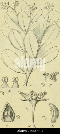 . Botanische Jahrbu? cher fu?r Systematik, Pflanzengeschichte und Pflanzengeographie. Botanik; Plantengeografie; Paleobotanie; Taxonomie; Pflanzen. 180 R. schlechter. sind zwei, Duhouxetia und Äntholoma, bisher nur aus dem Gebiete werden - erstere kannt, sterben in drei, die zweite in zwei Arten. Elaeocarpus besitzt einschließlich der drei hier neu beschriebenen Arten im 18 Gebiete. Man kann wohl mit Recht behaupten, daß in keiner Gegend der Erde in einem kleinen Areal so viel Elaeocarpaceen beisammen zu finden sind wie hier. Fast alle Arten sind Bäume, doch sind auch zahlr als Sträucher ent-wickelt, Stockfoto