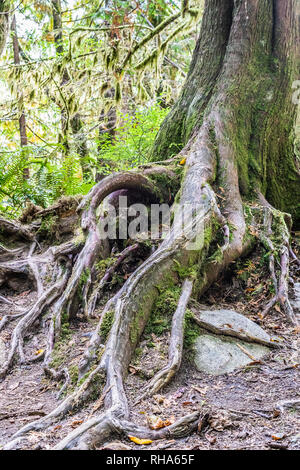 Baumstamm und freiliegenden Wurzeln mit Moss in einem Wald Stockfoto