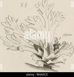 . Jahrbcher fr Botanische Systematik, Pflanzengeschichte und Pflanzengeographie. Pflanzen. -^z ^ ' ^-^ ('. Bitte beachten Sie, dass diese Bilder sind von der gescannten Seite Bilder, die digital für die Lesbarkeit verbessert haben mögen - Färbung und Aussehen dieser Abbildungen können nicht perfekt dem Original ähneln. extrahiert. Engler, Adolf, 1844-1930. Leipzig: W. Engelmann Stockfoto