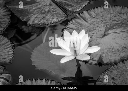 Schöne weiße Seerose mit Lily Pads schwimmend auf- und unter Wasser die Oberfläche des Teiches. Stockfoto
