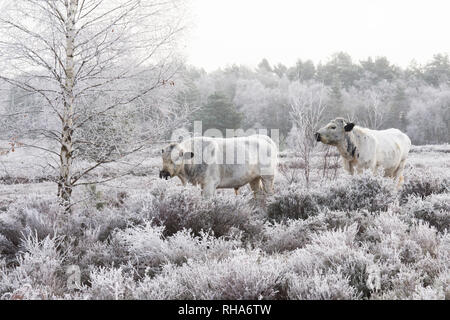 Rinder grasen und Stedham Iping commons Essen Silver Birch Zweige, Betual pendula, Rauhreif, gemeinsames Management, Sussex, UK. Januar Stockfoto