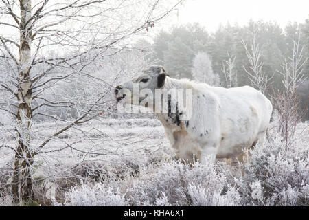 Rinder grasen und Stedham Iping commons Essen Silver Birch Zweige, Betual pendula, Rauhreif, gemeinsames Management, Sussex, UK. Januar Stockfoto