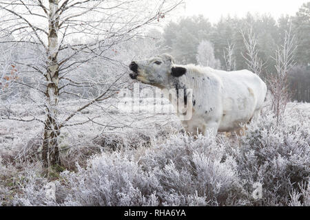 Rinder grasen und Stedham Iping commons Essen Silver Birch Zweige, Betual pendula, Rauhreif, gemeinsames Management, Sussex, UK. Januar Stockfoto