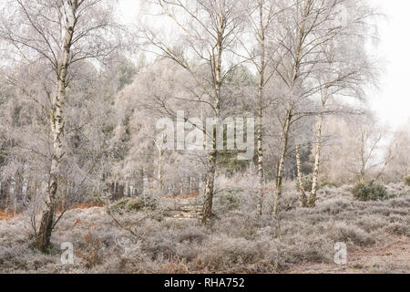 Reif, Raureif, Iping Gemeinsame, Sussex, UK, Januar, Landschaft, Silber Birken, Betula pendula. Heidekraut. Lowland Heath Stockfoto