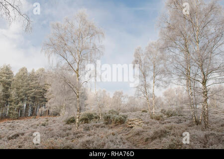 Hoarfrost, Hoar Frost, Iping Common, Sussex, UK, Januar, Landschaft, Silberbirnen, betula Pendula. Heidekraut. Tieflandheide Stockfoto