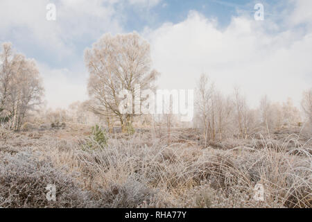 Reif, Raureif, Iping Gemeinsame, Sussex, UK, Januar, Landschaft, Silber Birken, Betula pendula. Heidekraut. Lowland Heath Stockfoto