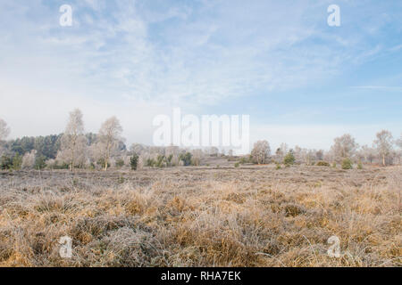 Reif, Raureif, Iping Gemeinsame, Sussex, UK, Januar, Landschaft, Silber Birken, Betula pendula. Heidekraut. Lowland Heath Stockfoto