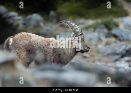 Junge Steinböcke (Capra ibex) im felsigen Region, Nationalpark Gran Paradiso, Italien Stockfoto