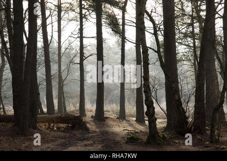 Gemeinsame Iping, Sussex, UK, frostigen Morgen, Kiefern, Pinus sylvestris, Amtsleitungen, Januar. Licht und Schatten, misty morning, Stockfoto