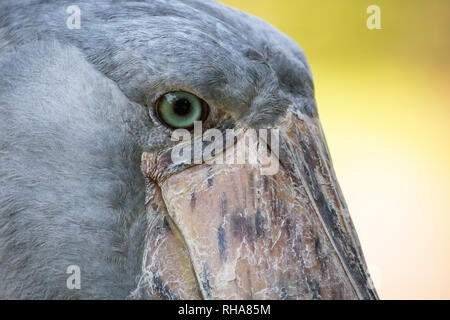 Portrait von captive Schuhschnabel (Balaeniceps Rex) Storch mit Zerkratzt Schnabel, Entebbe, Uganda Stockfoto