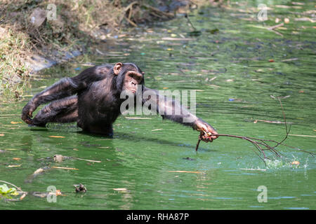 Männliche Schimpansen (Pan troglodytes) Angeln mit Niederlassung in zoo Teich, Entebbe, Uganda Stockfoto