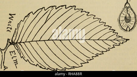 . Das Buch der Holzarbeit und indischen Überlieferung. Natural History; Camping; Leben im Freien; Indianer Nordamerikas. 6. ULMACE^-ELM Familie Weiß Ulme, Wasser oder Sumpf Elm. (Ulmus Americana) ein hohes, herrlichen Wald Baum; allgemein 100, manchmal 120 Fuß hoch. Holz rötlich-braun; Hart, stark, hart, sehr hart. Dies ist das Material des Hubs in 0 eingerichtet. W. Holmes der Hoss Shay.". Bitte beachten Sie, dass diese Bilder aus gescannten Seite Bilder, die digital für die Lesbarkeit verbessert haben mögen - Färbung und Aussehen dieser Abbildungen können nicht Perfekt th ähneln extrahiert werden Stockfoto